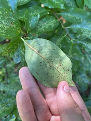 Corythucha associata