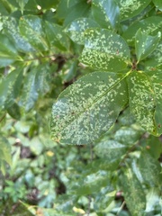 Corythucha associata