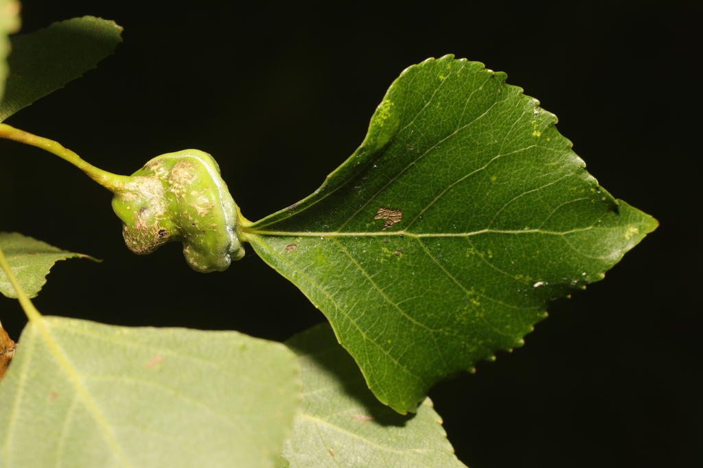 Aphid