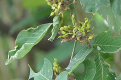 Dendrolobium umbellatum