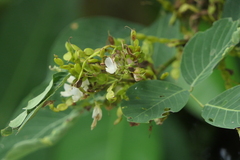 Dendrolobium umbellatum