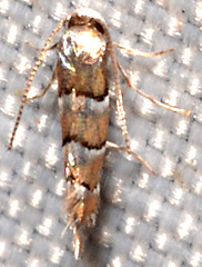 Cameraria guttifinitella