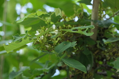 Dendrolobium umbellatum