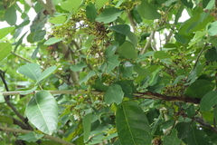 Dendrolobium umbellatum
