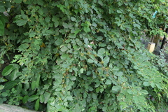 Dendrolobium umbellatum