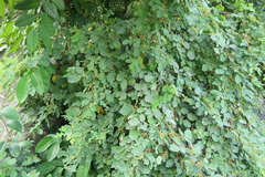 Dendrolobium umbellatum