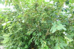 Dendrolobium umbellatum