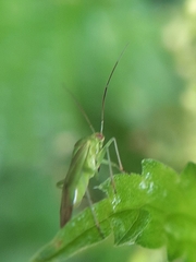 Lygocoris