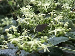 Spalgis epius dilama