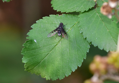 Anthrax trifasciatus