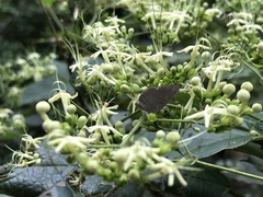 Spalgis epius dilama