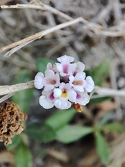 Phyla nodiflora minor
