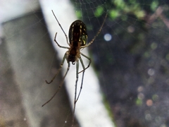 Leucauge