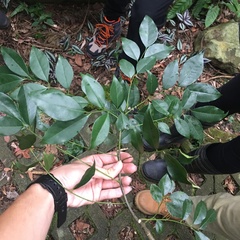 Murraya euchrestifolia