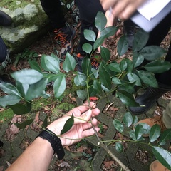 Murraya euchrestifolia