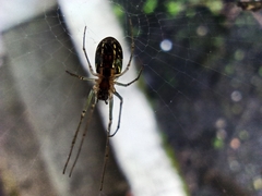Leucauge