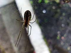 Leucauge