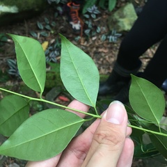 Murraya euchrestifolia