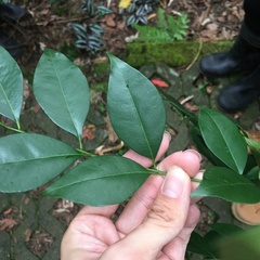 Murraya euchrestifolia