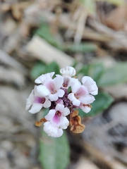 Phyla nodiflora minor