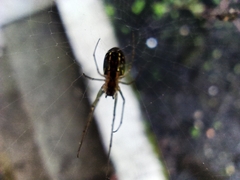 Leucauge