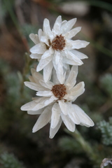 Castroviejoa frigida