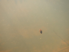 Platambus maculatus