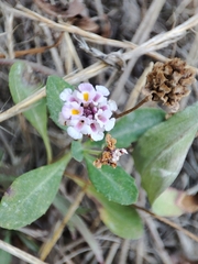 Phyla nodiflora minor