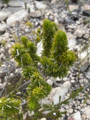 Aspalathus laricifolia