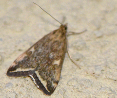 Loxostege munroealis