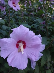 Loxostege sticticalis