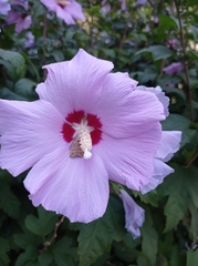 Loxostege sticticalis