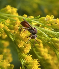 Nomada erigeronis