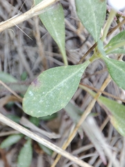 Phyla nodiflora minor
