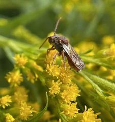Nomada erigeronis