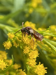 Nomada erigeronis