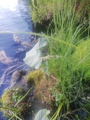 Petasites radiatus