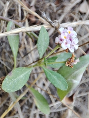 Phyla nodiflora minor