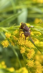 Nomada erigeronis