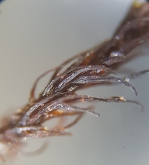 Andreaea rothii falcata