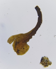 Andreaea rothii falcata
