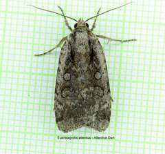 Eueretagrotis attentus