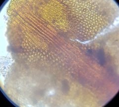 Andreaea rothii falcata
