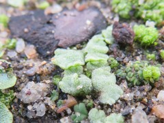 Riccia crystallina