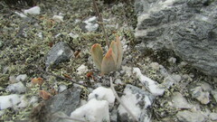Crassula nudicaulis