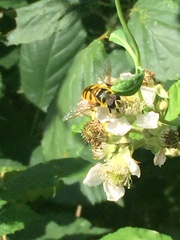Myathropa florea