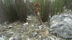 Crassula nudicaulis