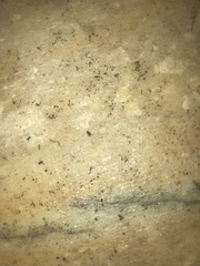 Myrmecophilidae