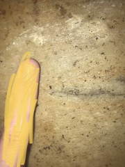 Myrmecophilidae