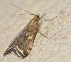 Loxostege munroealis